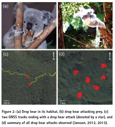 a) Drop bear in its habitat, (b) drop bear attacking prey, (c) two